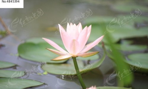 鱼鳞病有什么症状表现网—知名的鱼鳞病是什么意思网站,分享鱼鳞病几个月会显示症状知识